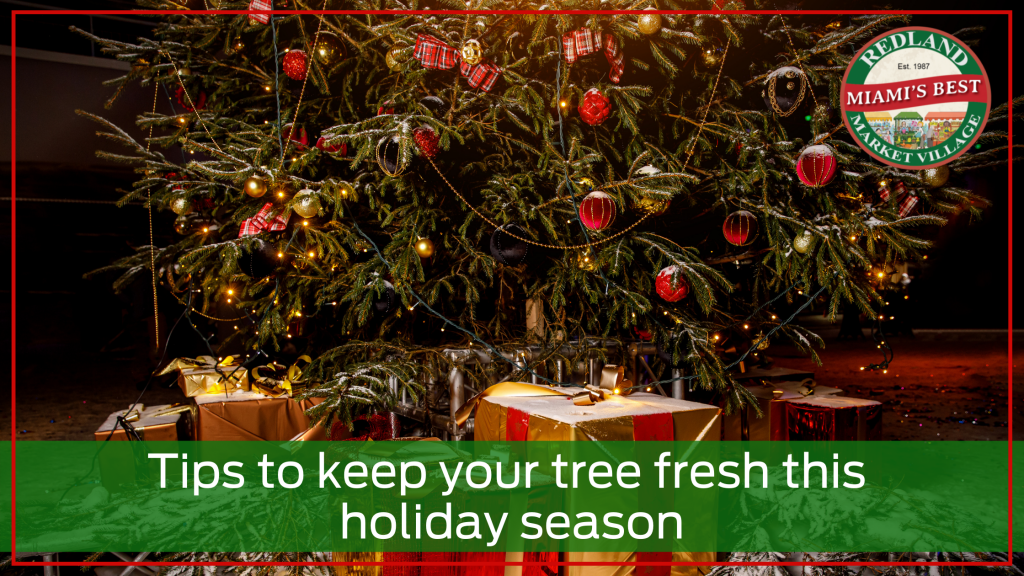 Christmas Tree Longevity Guide Redland Market Village Plant Care Tips