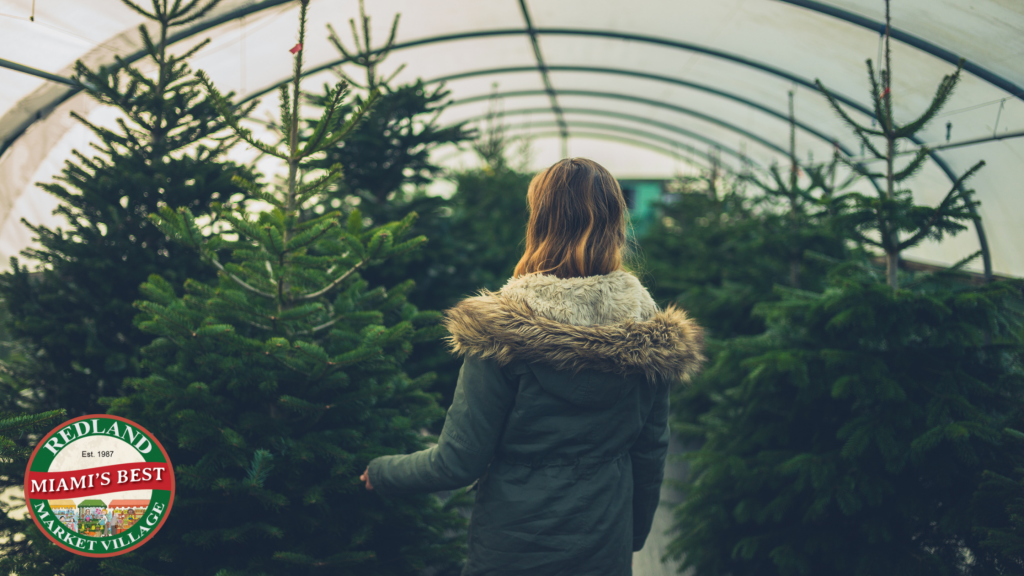 Christmas Tree Longevity Guide Redland Market Village Plant Care Tips