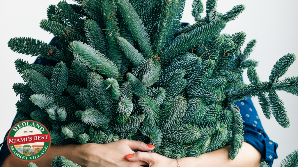 Christmas Tree Longevity Guide Redland Market Village Plant Care Tips