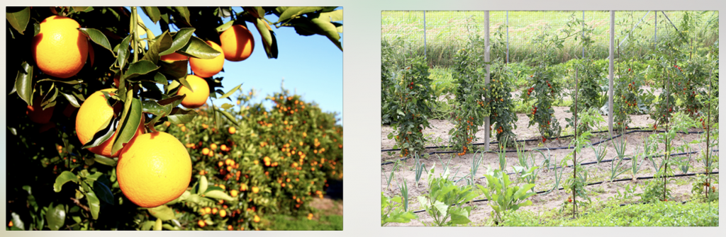 Supporting local farms gives back to your community while one enjoys delicious veggies and fruits, like these locally grown tomatoes and sweet, ripe oranges from our local farmers.