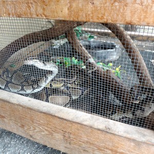 Redland-Market-Village-Pet-Shop-2