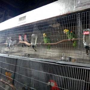 Redland-Market-Village-Pet-Shop-Birds