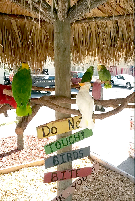 Redland-Market-Village-Roberts-Pet-Shop-Parrots