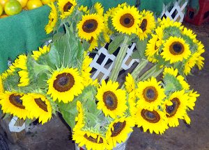 Redland-Market-Village-Sun-Flowers