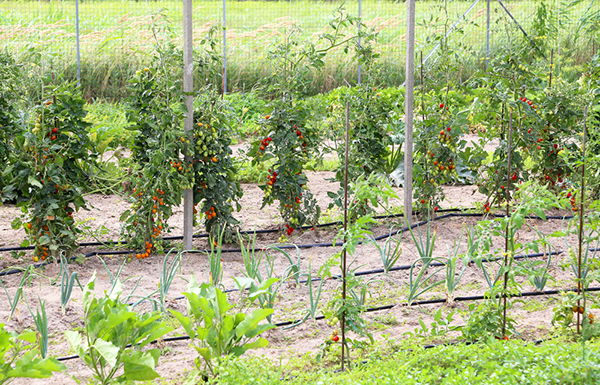 redland market village spring gardening