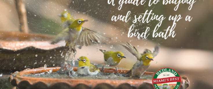 https://redlandmarketvillage.com/wp-content/uploads/bfi_thumb/a-guide-to-buying-and-setting-up-a-bird-bath-1-35c5z41sun8t028mc9slx688na290uzpu3kyz08zcupis7gnm.png