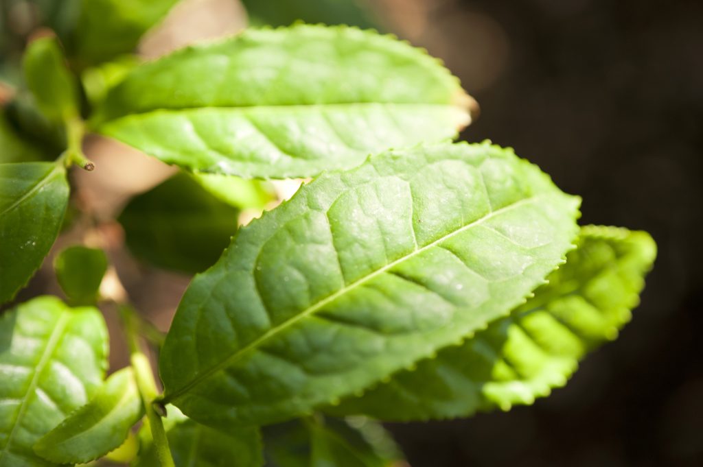 Tea shrub Camellia Sinensis